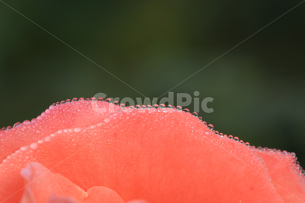 장미,꽃,이슬,일액현상,rose,flower,dew,식물,자연,plants,nature,꽃,flower
