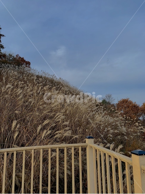 억새,억새풀,자연,풍경,산,가을,계절,fall,autumn,season