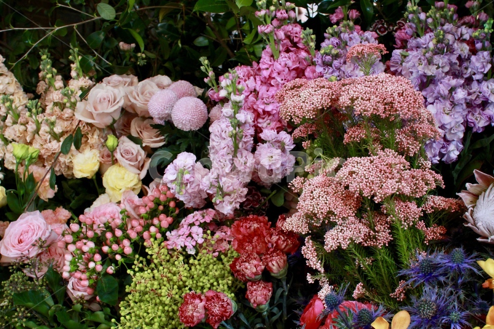 꽃,빨간색,분홍색,flower,red,pink,yellow,여러가지,꽃,flower