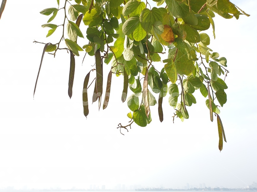 plant,식물,하늘,sky,자연,날씨,구름