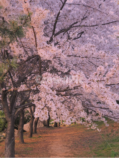 벚꽃,봄,꽃,분홍,자연,식물,pink,spring,flower,나무,길,봄,계절,spring,season,자연,풍경,nature,landscape,plant,blossom