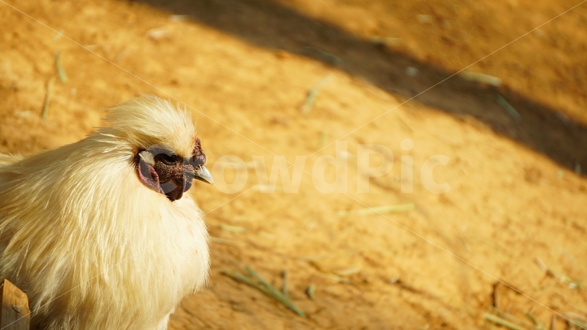 닭,animal,동물,접사,배경,새,조류,동물,animal,조류,새,birds