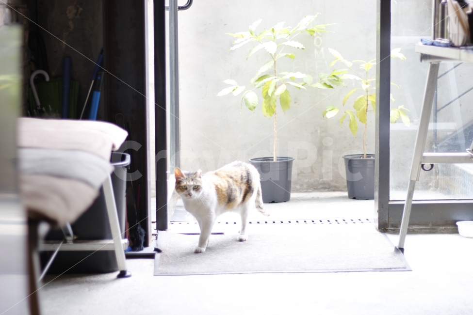 고양이,카페,동물,cat,pet,유기묘,길냥이,반려묘,캣맘,캣대디,동물,animal,포유류,mammal,고양이,cat,kitten,kitty