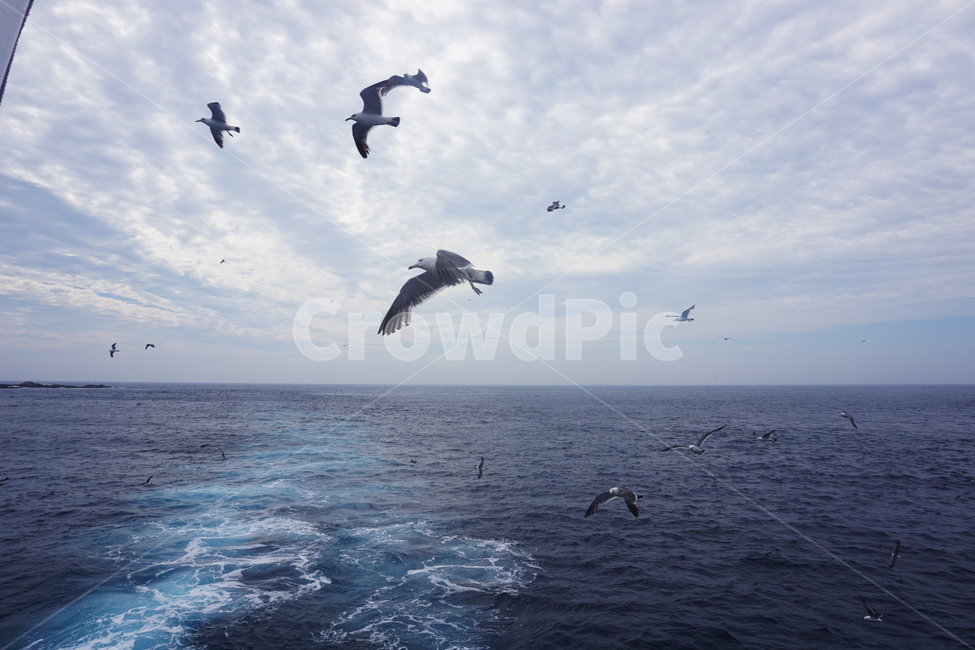 바다,한국,동해,갈매기,theeastsea,sea,여름,파랑,하늘,blue,관광,seagull,자연