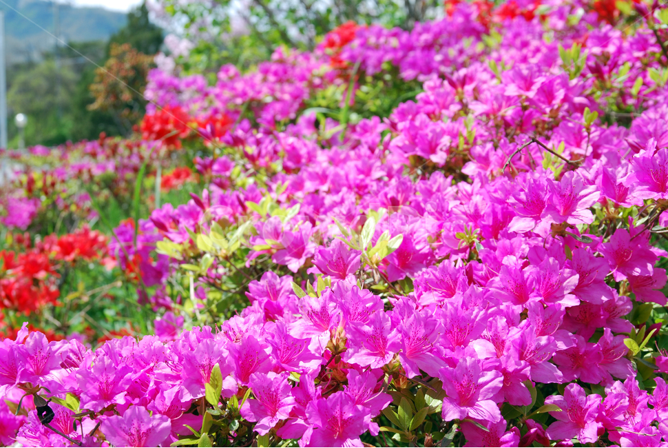 철쭉,5월,꽃밭,꽃,보라색,분홍색,봄,식물,자연,plants,nature,꽃,flower