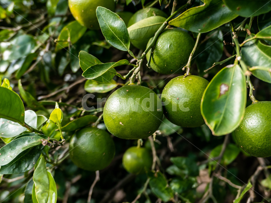 tangerine,감귤,청귤,fruit,과일,food,음식,감귤류과일,citrusfruit,plant,식물,lime,라임,jeju,제주,귤,과일,열매,fruit