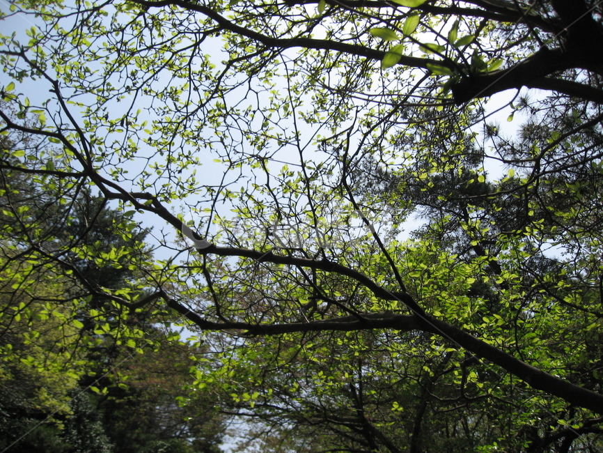 나무,tree,식물,나무줄기,5월,하늘,자연,풍경,nature,landscape