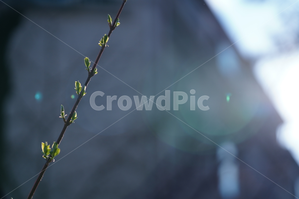 봄,계절,느낌,감성,식물,생명,생물,자연,잎,화사,봄,계절,spring,season,식물,자연,plants,nature