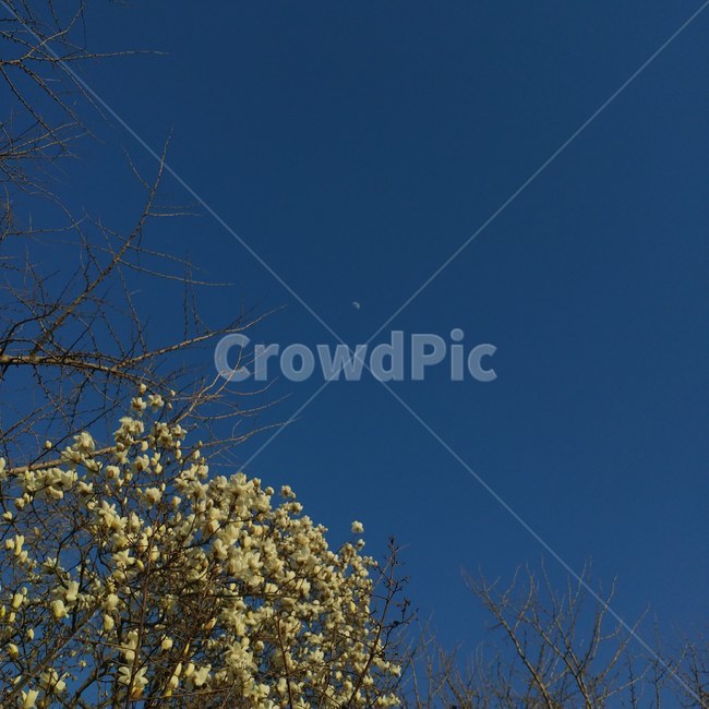 목련,봄,달,나무,우주,봄,계절,spring,season,자연,풍경,nature,landscape,tree,plant,식물,outdoors,옥외