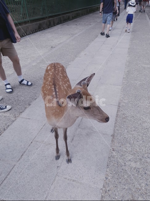 일본,일본거리,일본풍경,나라,나라거리,나라풍경,사슴공원,나라사슴공원,나라사슴,포유류,antelope,animal,mammal,사슴,deer
