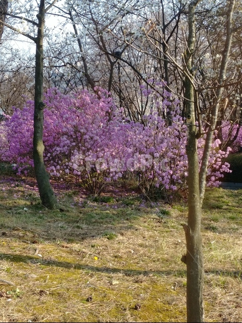 plant,식물,flower,꽃,blossom,봄
