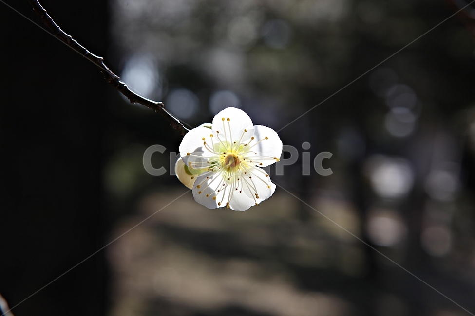 매화,매화꽃,꽃,꽃잎,봄꽃,봄,식물,자연,공원,식물,자연,plants,nature,꽃,flower