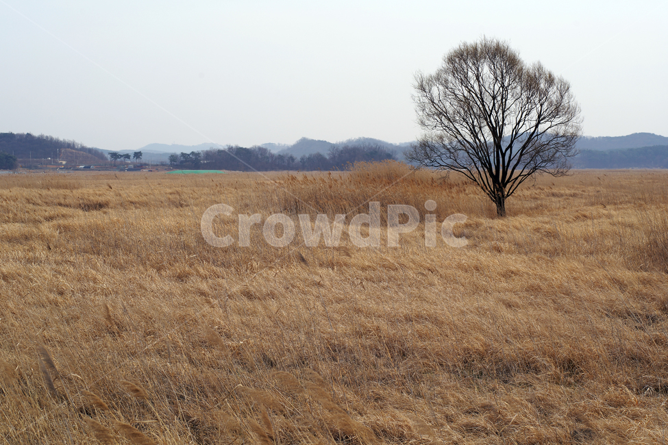 Ueumdo,Sihwa Seawall,outcast tree,reclaimed land,Sihwa Lake,Hwaseong City,grassland,reed field