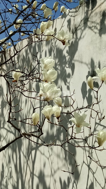 나무,식물,꽃,봄꽃,나무줄기,나무가지,봄,plant,tree,treetrunk,flower,blossom,꽃잎,백합
