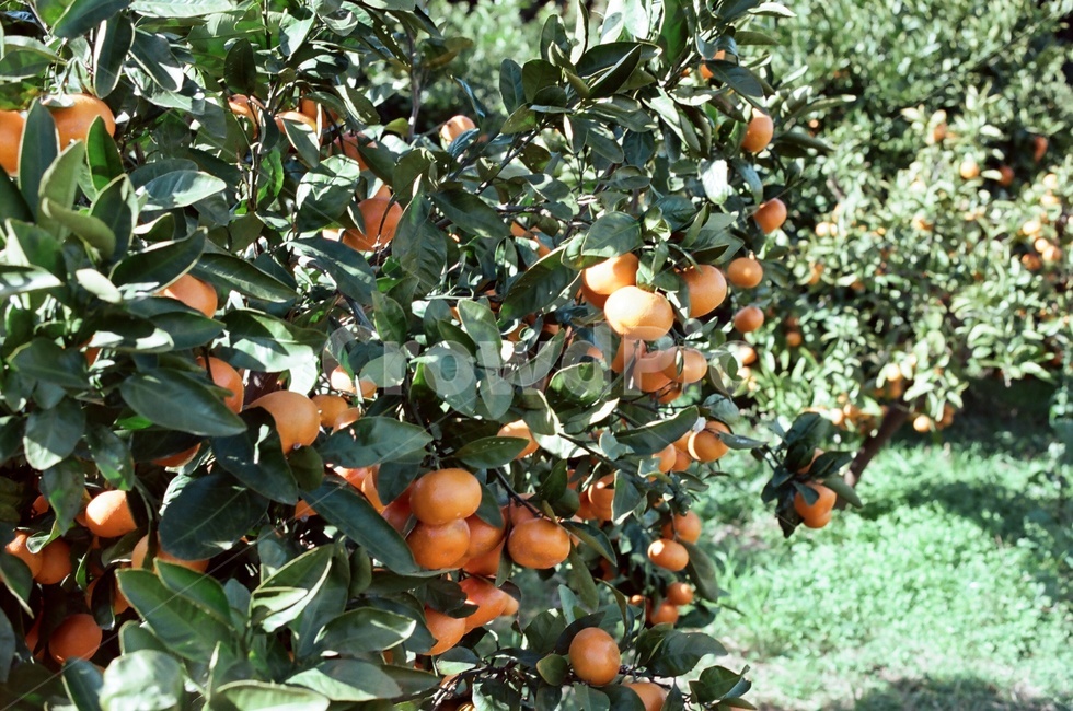 과일,감귤,귤,한라봉,천혜향,제주도,나무,풍경,식물,자연,plants,nature,과일,열매,fruit