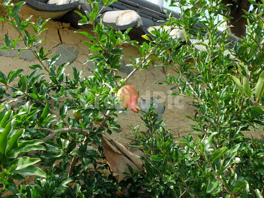 석류,한국전통,식물,나무,여름,식물,자연,plants,nature
