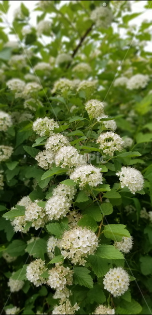 꽃,식물,접사,blossom,flower,plant,나무,꽃망울,흰꽃망울,흰꽃,많은꽃망울,많은꽃잎