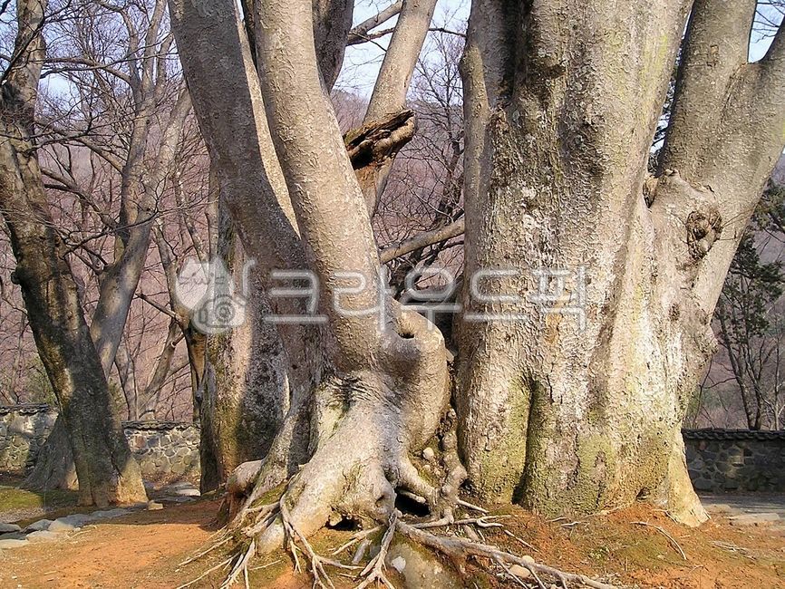 식물,나무,나무기둥,나무둥치,나무줄기,뿌리