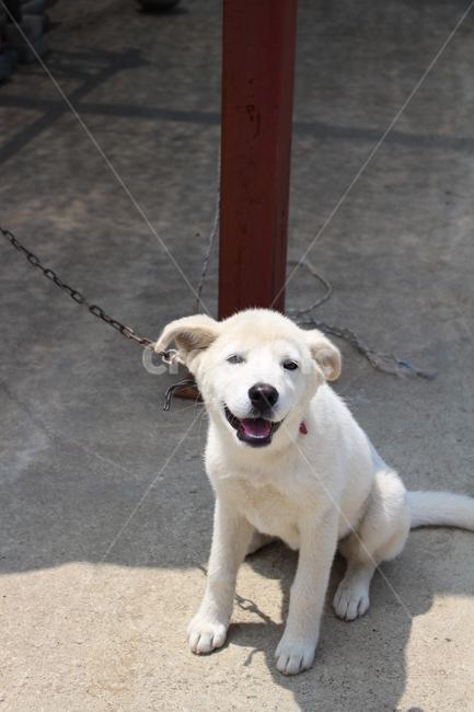 strap,견장,mammal,포유류,dog,동물,animal,송곳니,canine,개,pet,애완동물,동물,animal,포유류,mammal,개,강아지,dog,doggy