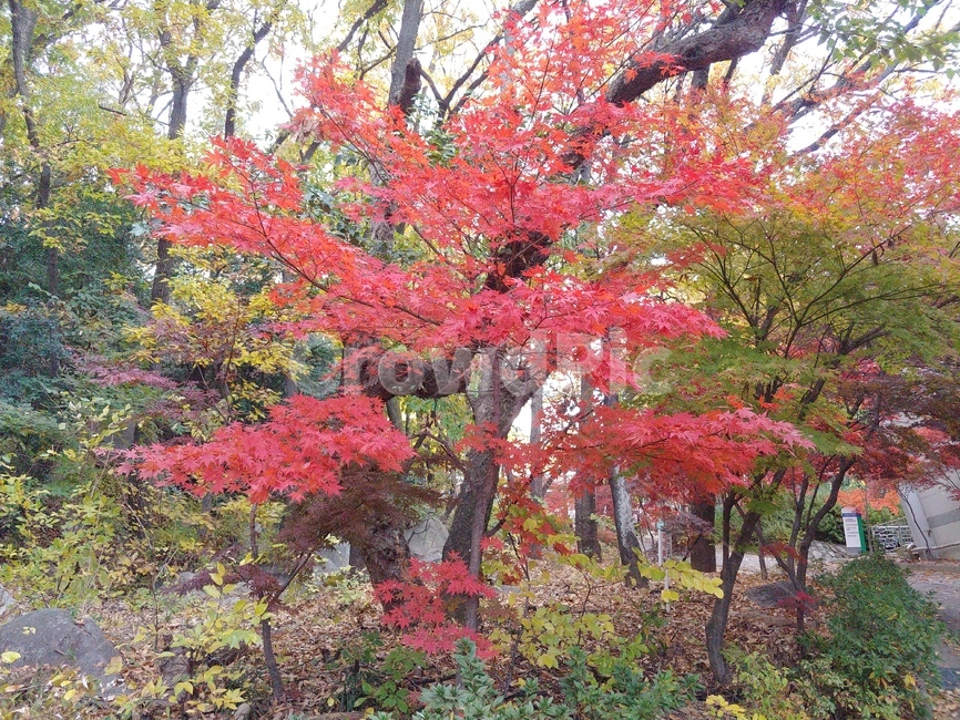식물,나무,maple,단풍,붉은단풍