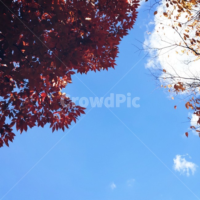 잎,tree,나무,단풍,maple,plant,식물,가을,하늘,가을하늘,구름