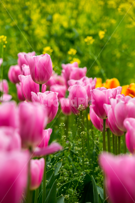 튤립,봄,꽃,분홍,자연,근접,식물,식물,자연,plants,nature,꽃,flower
