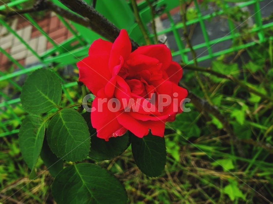 꽃,flower,식물,plant,장미,rose,밝음,붉은,자연,식물,자연,plants,nature,꽃,flower
