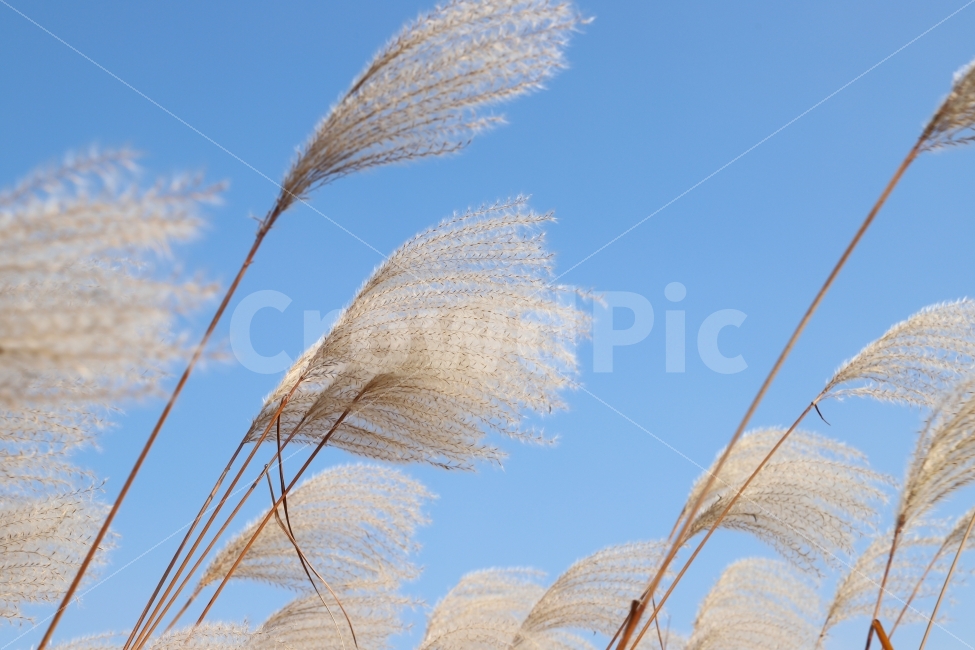 가을,억세,하늘,감성,풍경,고요,가을,계절,fall,autumn,season,식물,자연,plants,nature,grass,잔디,plant,lawn,reed,갈대