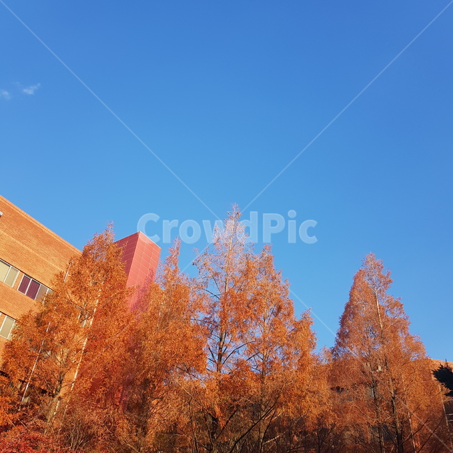 가을,나무,하늘,자연,단풍,풍경,맑은하늘,가을,계절,fall,autumn,season,자연,풍경,nature,landscape,tree,plant,식물