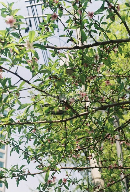 꽃,나무,감성,식물,자연,봄,식물,자연,plants,nature,꽃,flower