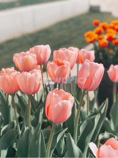 plant,식물,flower,blossom,꽃,튤립