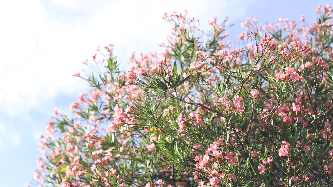 plant,식물,벚꽃,blossom,flower,꽃,봄,spring,식물,자연,plants,nature,꽃,flower