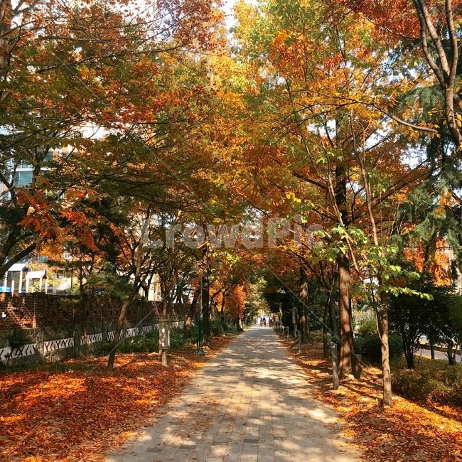 가을,풍경,거리,길,자연