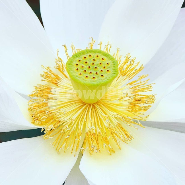 연꽃,예쁜연꽃,홍련백련,연꽃사랑,꽃,식물,자연,plants,nature,꽃,flower