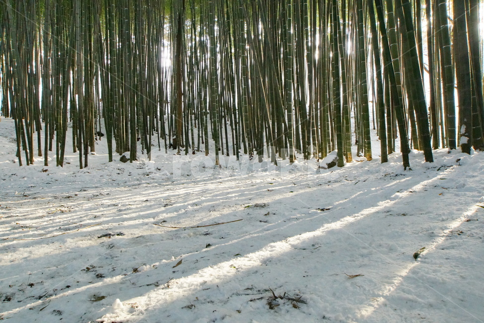 대나무,맹종죽,설경,빛,햇살,겨울,계절,winter,season,자연,풍경,nature,landscape,plant,식물,tree,나무