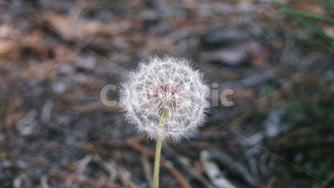 plant,Dandelion seeds,Mr Hall,dandelion flower,dandelion