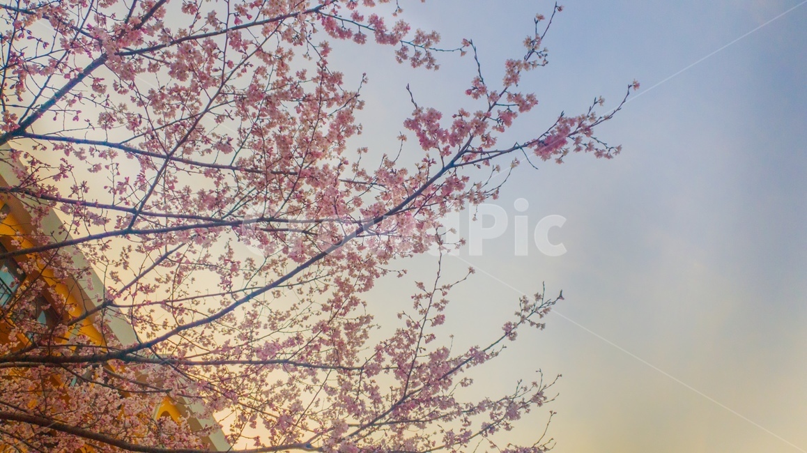 plant,식물,flower,꽃,blossom
