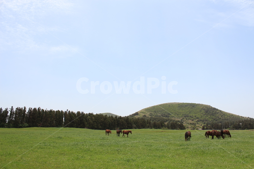 초원,말,목장,들판,들,풀밭,평야,grass,field,동물,animal,포유류,mammal,산업,industry,industrial,목축업,목장,livestock farming,ranching,pasture