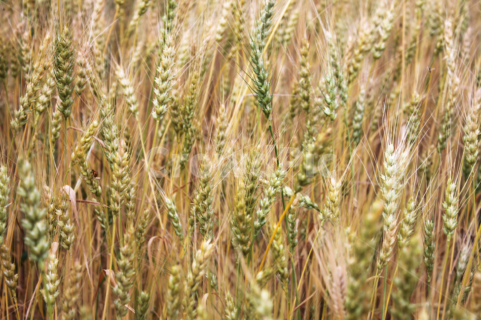 갈대,갈대밭,배경,식물,commonreed,background,plant