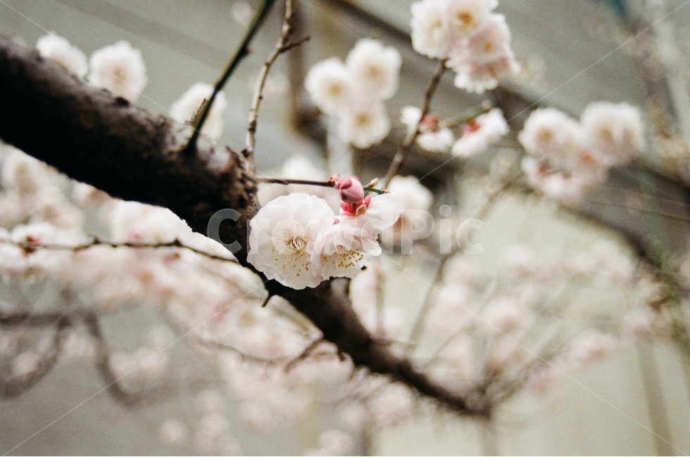 벚꽃,봄,꽃,도심속자연,나무,cherryblossom,flower,spring,tree,봄,계절,spring,season,식물,자연,plants,nature,꽃,flower,감성,sensible,feeling,plant