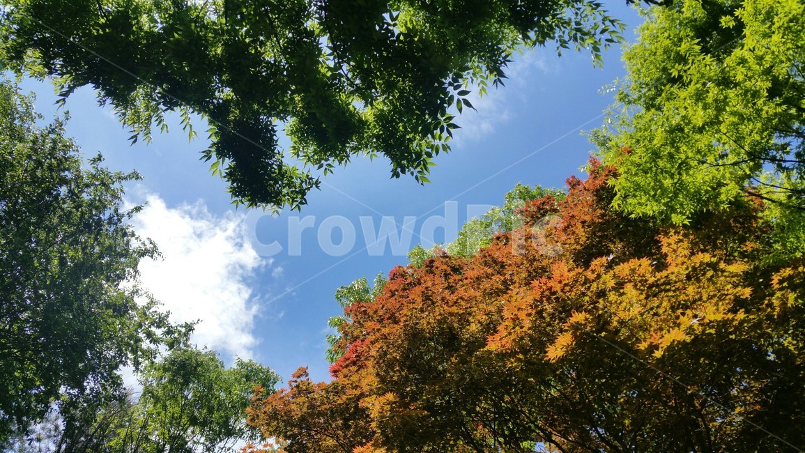 하늘,잎,leaf,가을,단풍,자연,풍경,nature,landscape,가을,계절,fall,autumn,season,tree,나무,plant,식물,tree trunk,나무 줄기