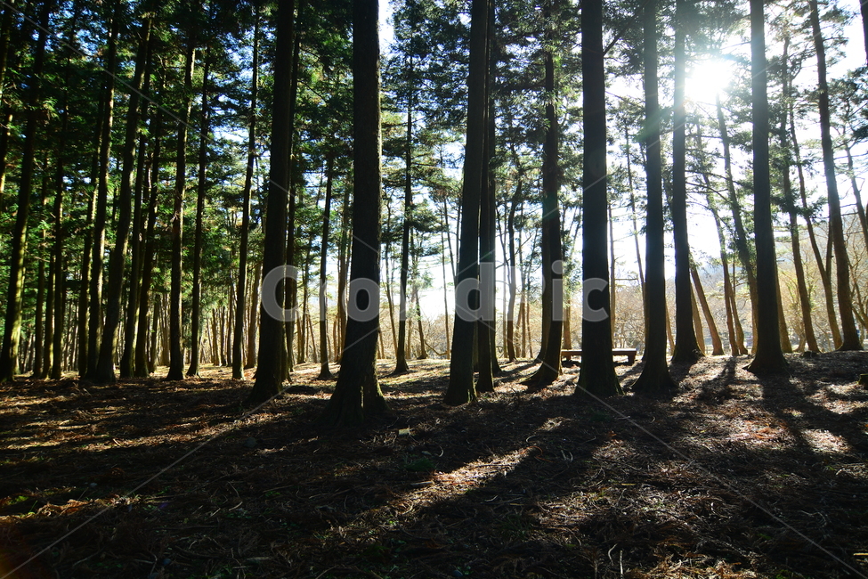 숲,나무,제주도,절물자연휴양림,풍경,nature,landscape,jeju,jejuisland,삼나무,숲길,제주,피톤치드,휴양림,녹색,산책로,휴양,등산로,자연휴양림,땅,흙,식물,plants,trees,wood,힐링,rest,relaxation,healing,태양,햇빛,그늘,바람,시원한,숲속,산책,마음정화,자연,자연,풍경,nature,landscape,forest,woodland,삼림지,tree,vegetation,초목,outdoors,옥외,land,plant,grove,작은 숲,flare,플레어,light,빛,ground,바닥