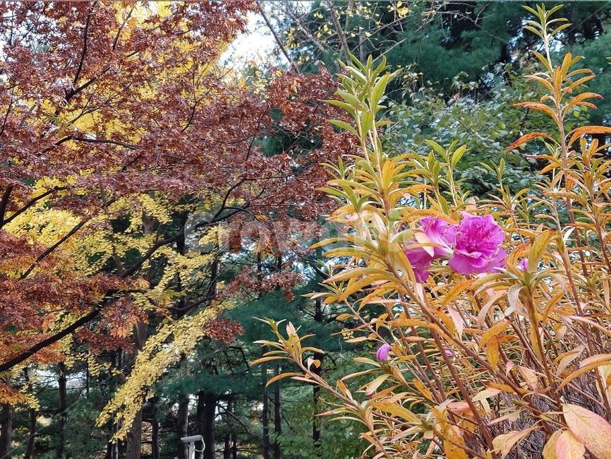 철쭉,plant,식물,tree,나무,가을