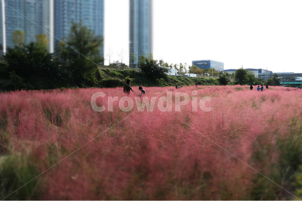 꽃,분홍꽃,핑크뮬리,대전핑크뮬리,자연,plants,flowers,nature,가을,분홍억새,꽃밭