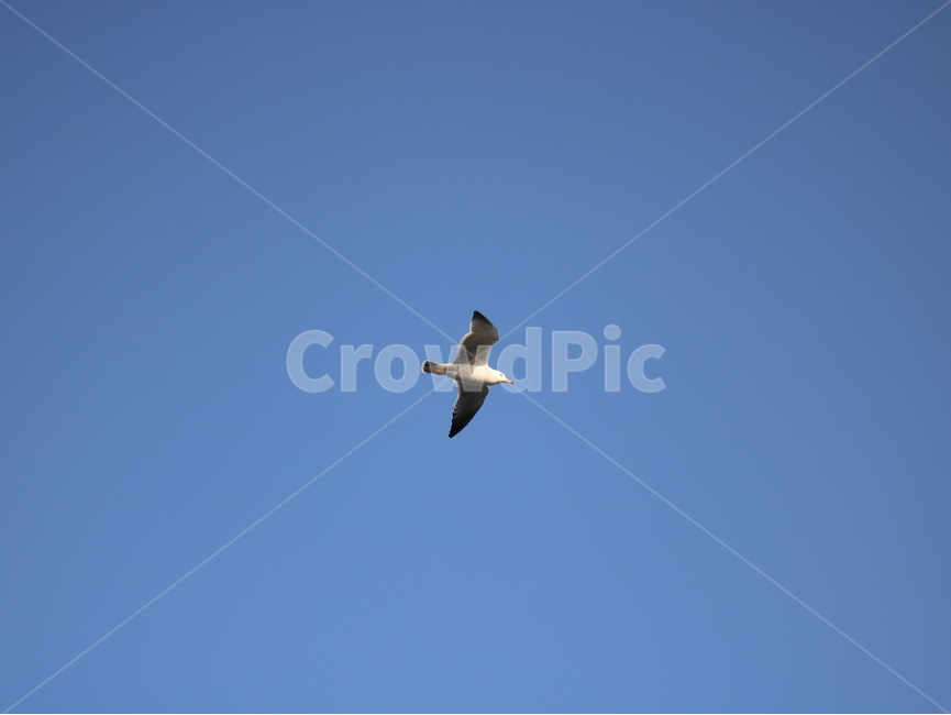 갈매기,sky,하늘,바다,동물,새,bird,flying