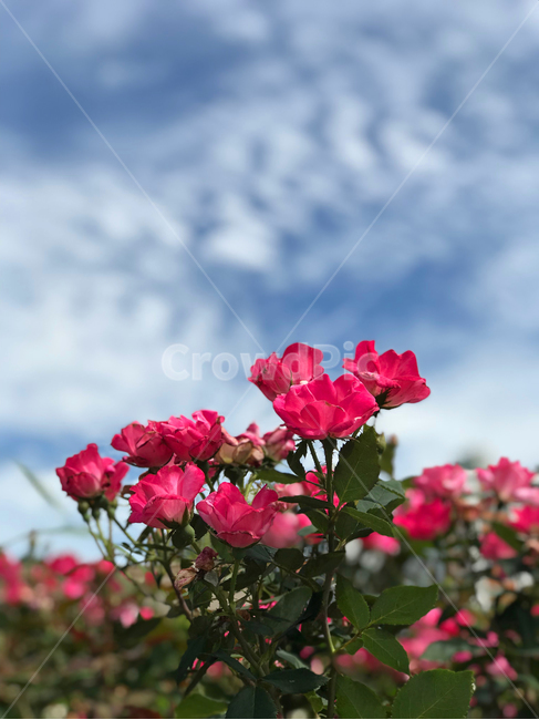 꽃,장미,장미꽃,자연,flower,꽃밭,nature,분홍,핑크,식물,자연,plants,nature,꽃,flower