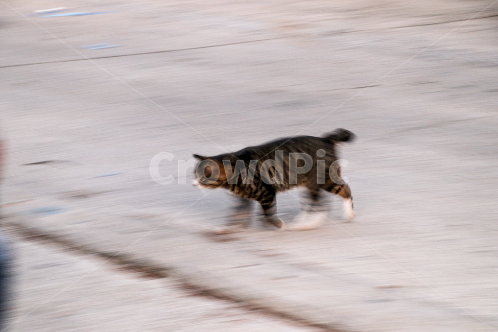 고양이,cat,애완동물,pet,포유류,mammal,동물,animal