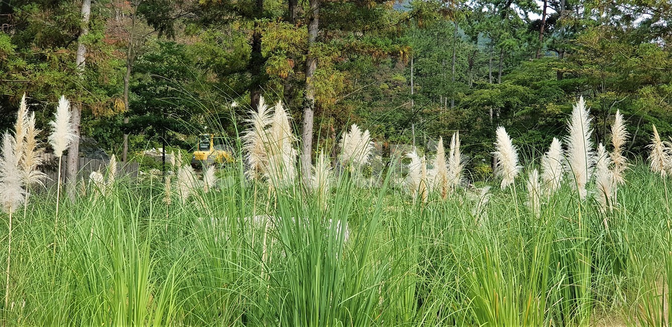 가을,팜파스그라스,나무,자연,식물,외국식물,풍경,자연풍경,green,white,nature,fall,autumn,가을,계절,fall,autumn,season,자연,풍경,nature,landscape,식물,plants,grass,잔디,plant