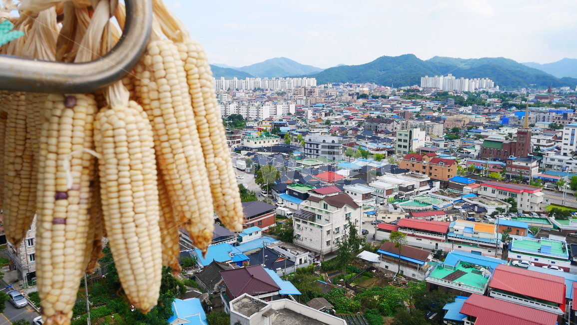 가을,옥수수,풍년,추수,식물