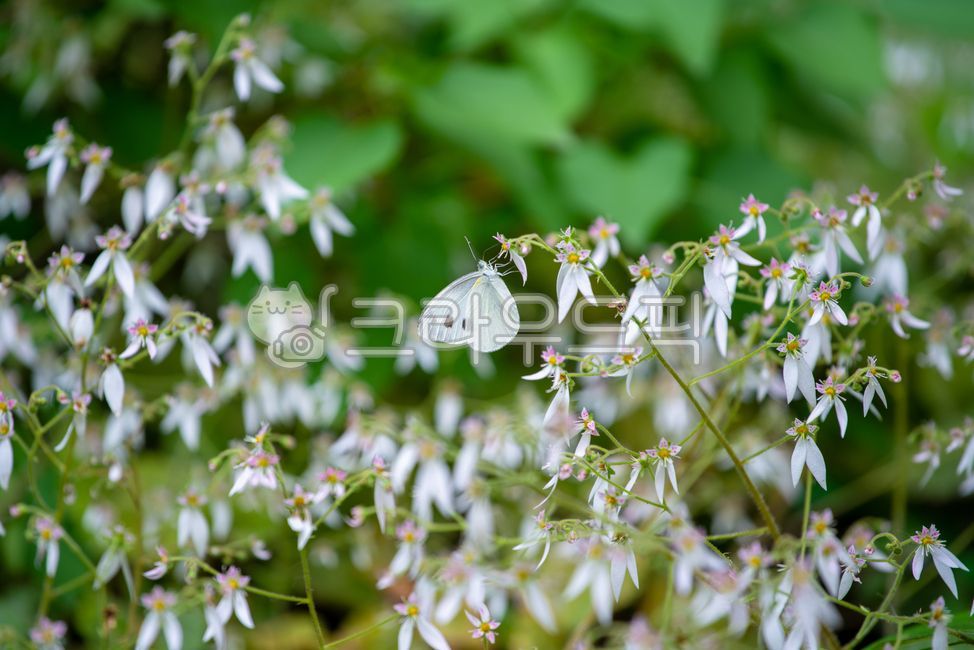 petal,butterfly,flower,Cabbage White Butterfly